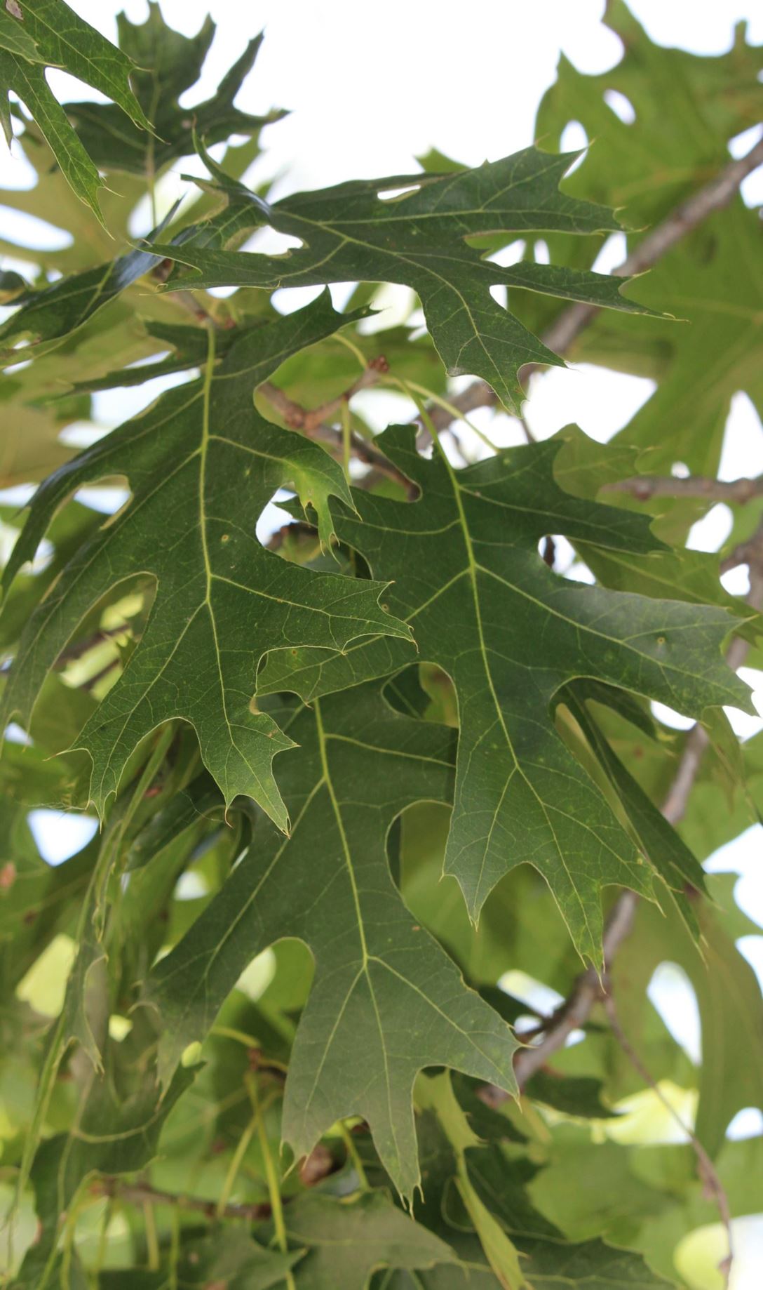 Quercus shumardii - Shumard Oak, Shumard's Red Oak (Hortus)