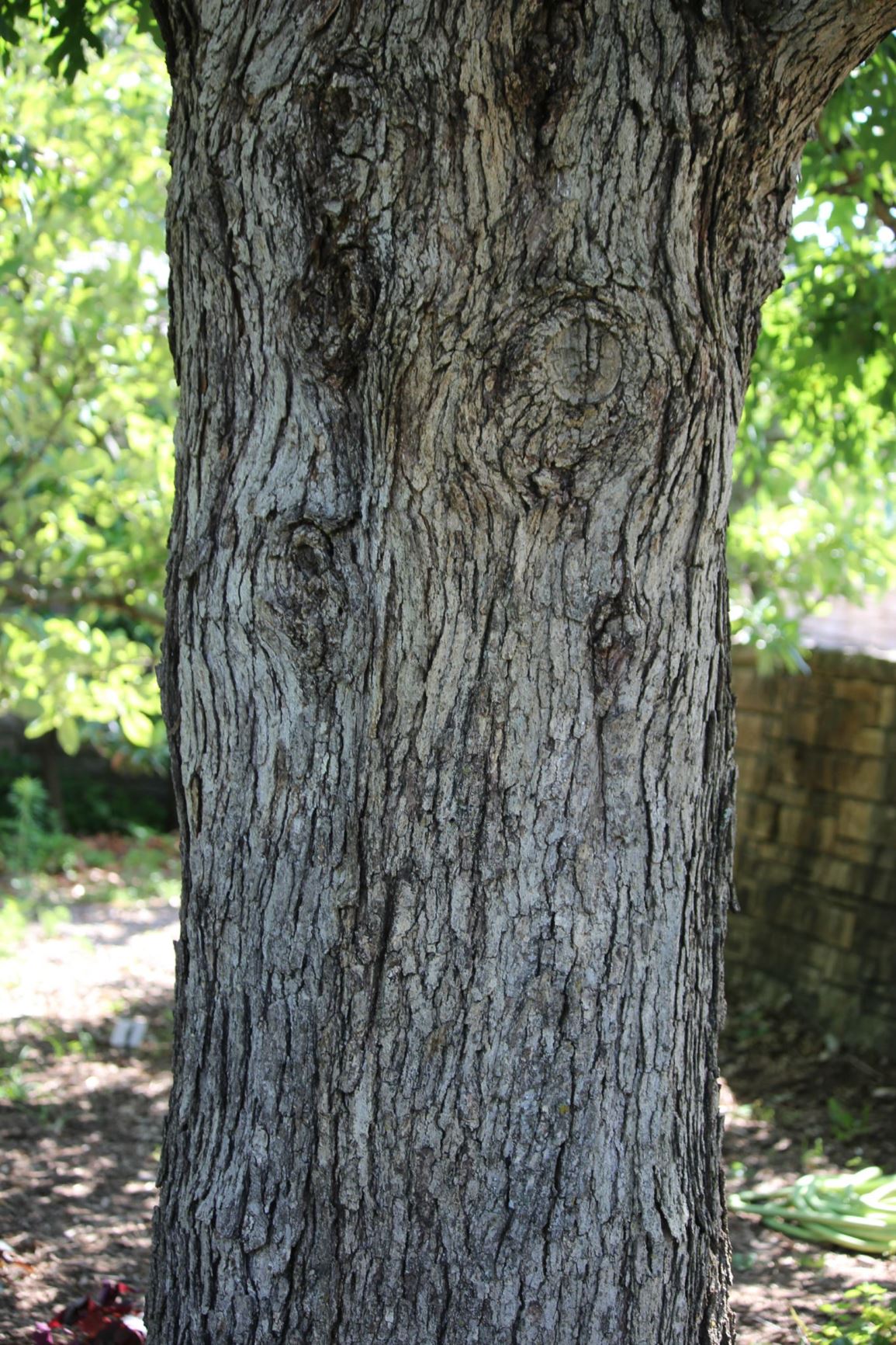Quercus alba - White Oak