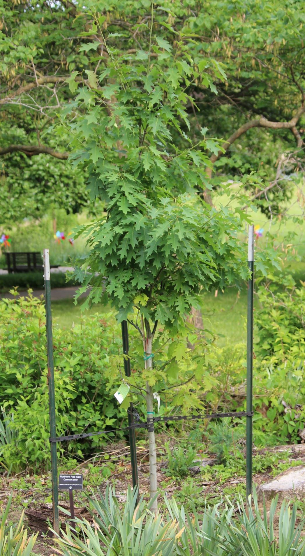 Quercus rubra - Northern Red Oak